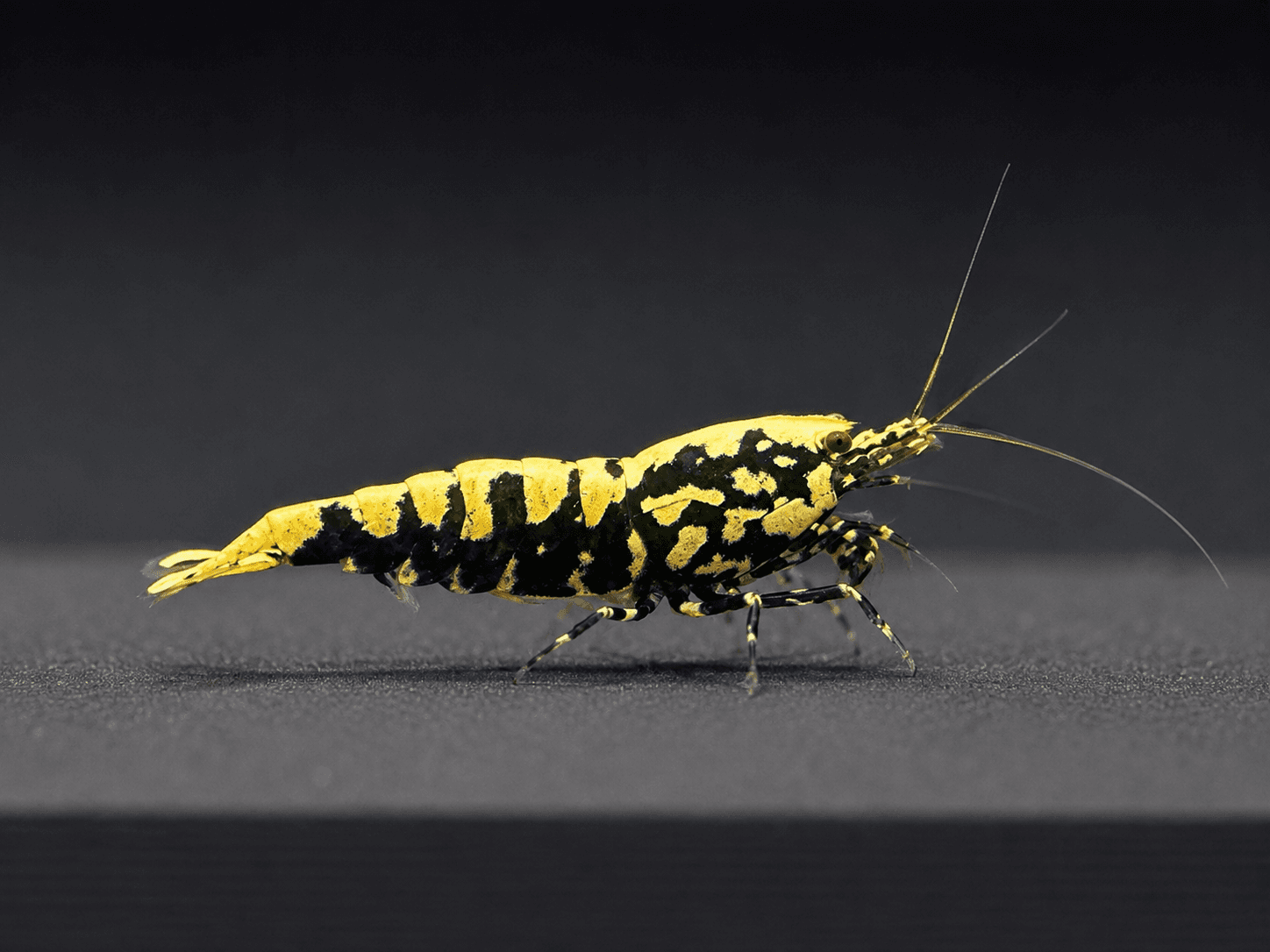 Black Galaxy Fishbone (Caridina cantonensis)