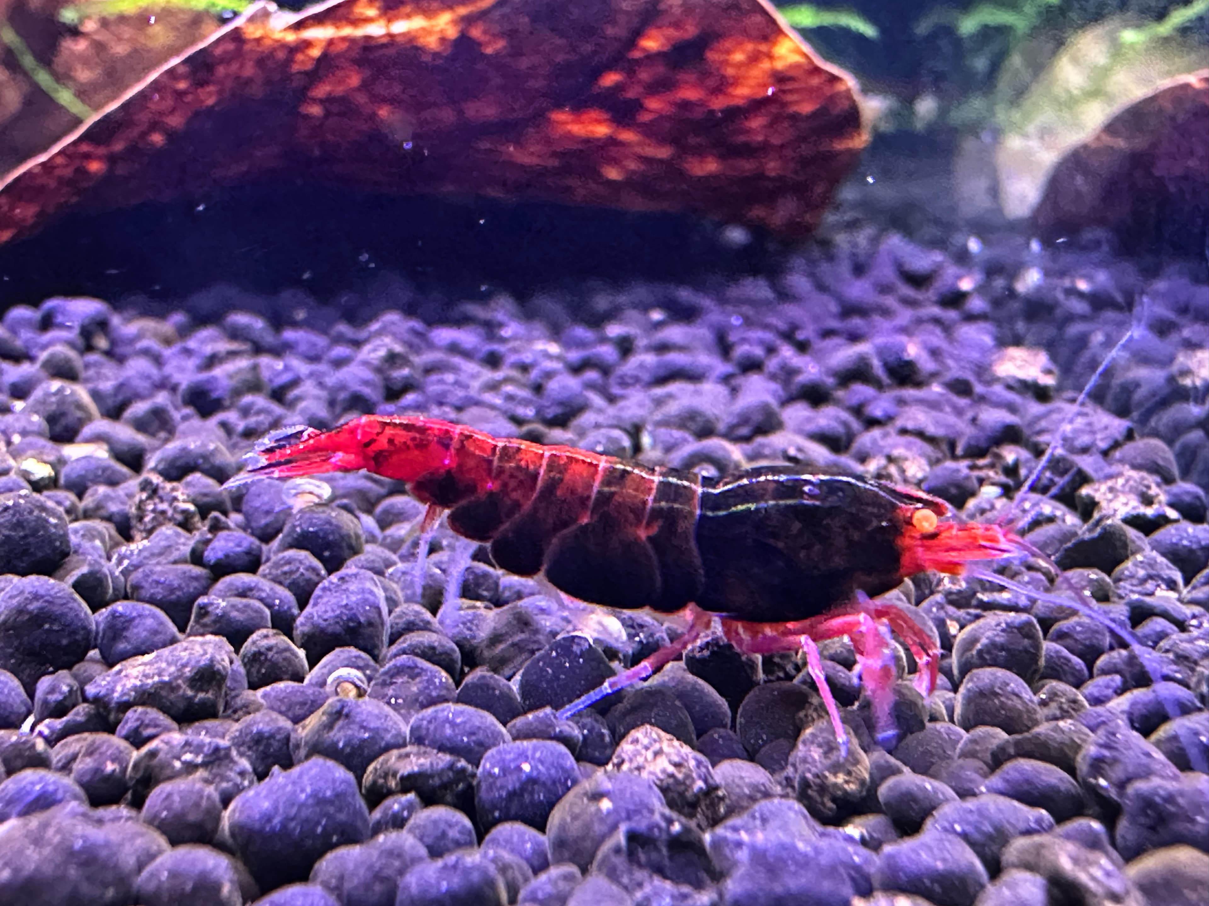 Orange Eye Red Devil