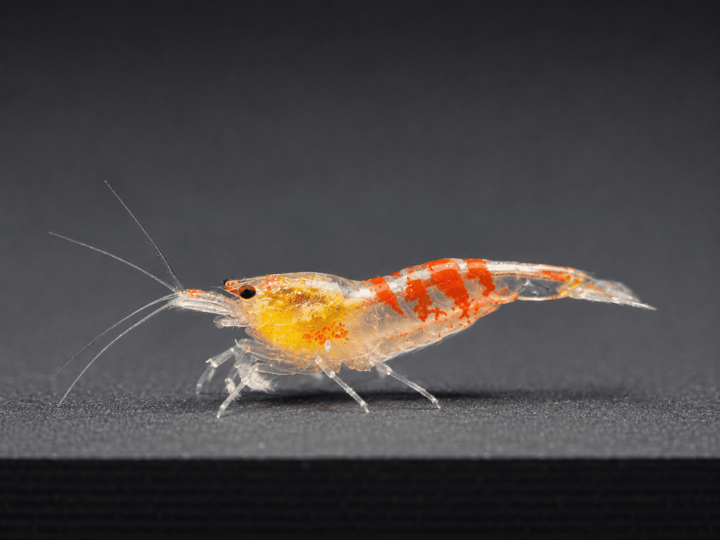 Calceo Bee (Red Dragon)