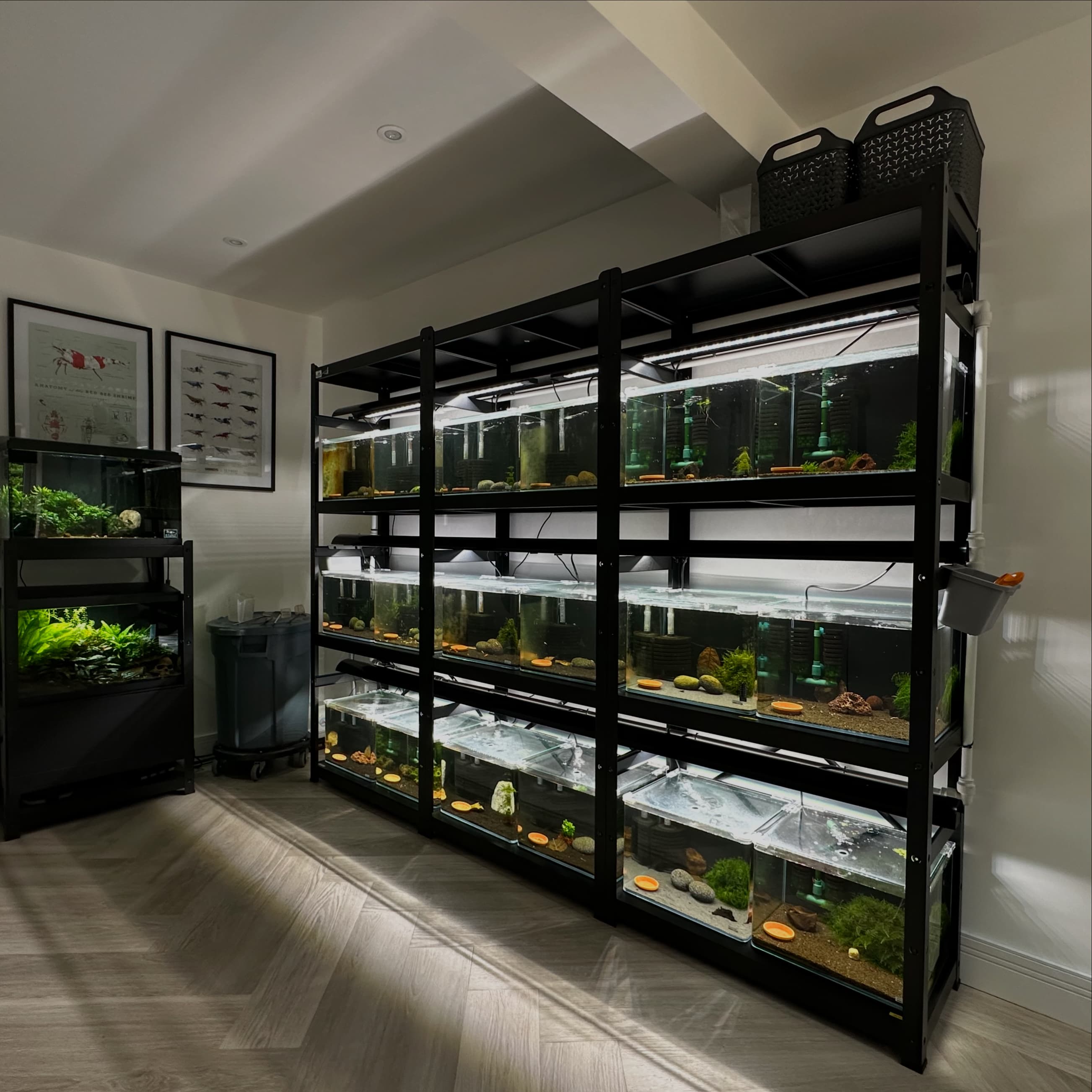 The Surrey Shrimp fishroom: racks of planted breeding tanks under LED lighting