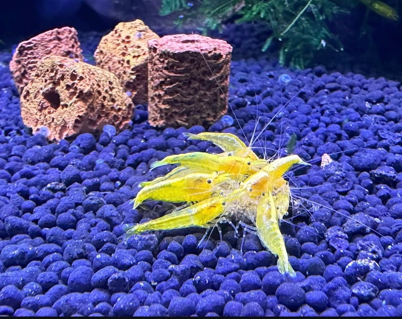 Yellow Goldenback