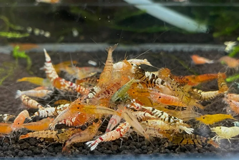 Caridina Culls (Caridina cantonensis)