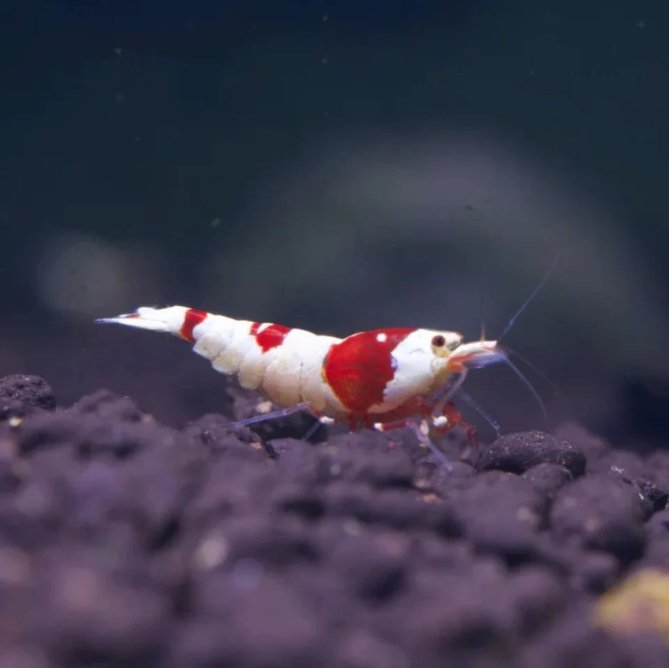 Crystal Red (Caridina cantonensis)