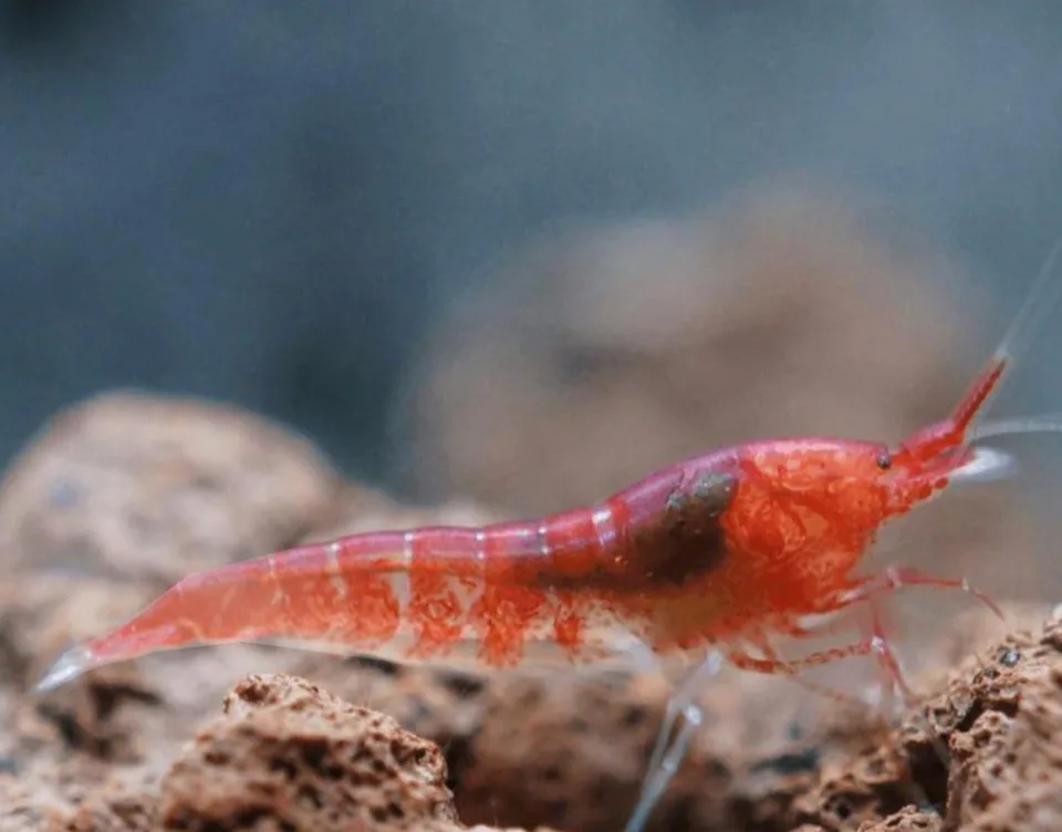 Opae Ula (Halocaridina rubra)