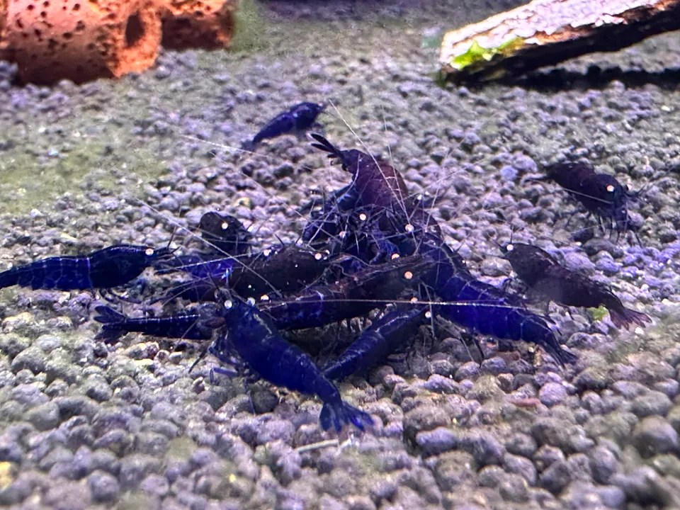 Orange Eye Blue Tiger (Caridina mariae)