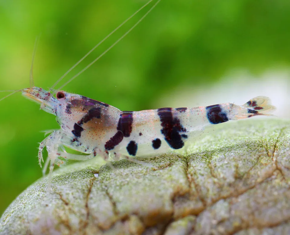 Raccoon Tiger (Caridina mariae)