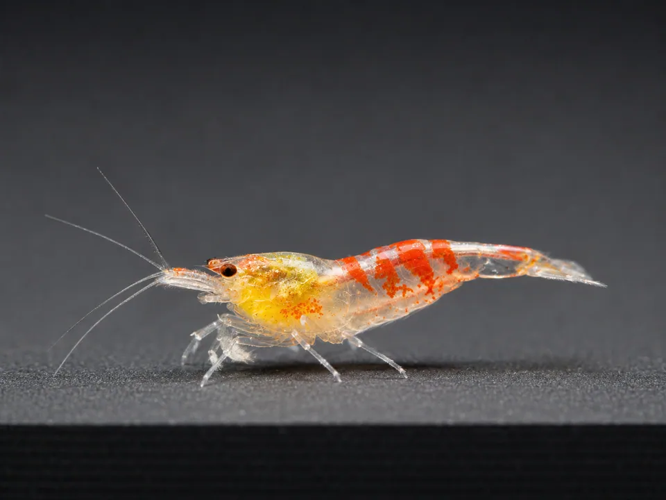 Calceo Bee (Red Dragon)