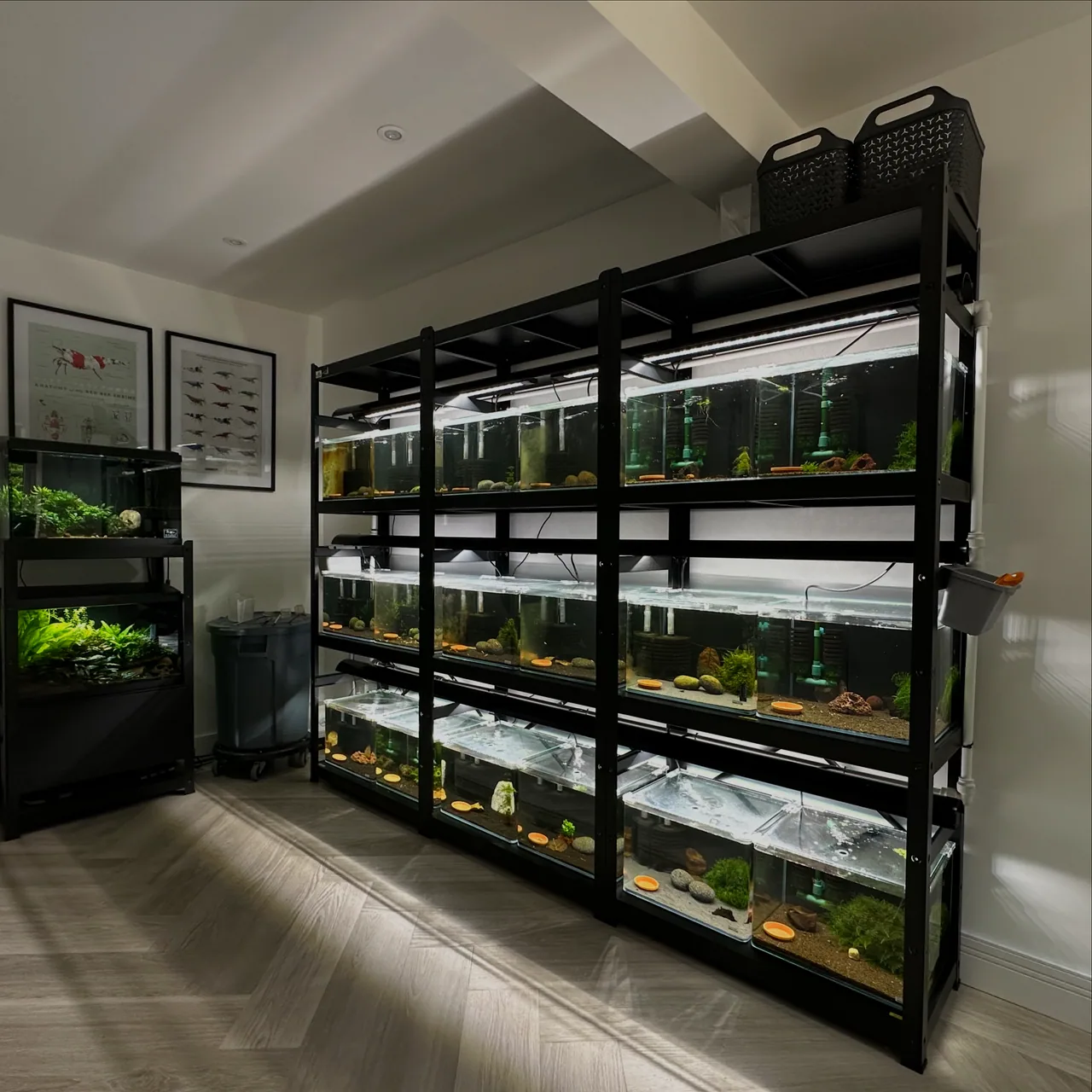 The Surrey Shrimp fishroom: racks of planted breeding tanks under LED lighting
