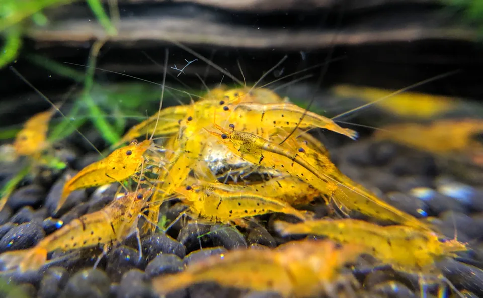 Tangerine Tiger (Caridina serrata)