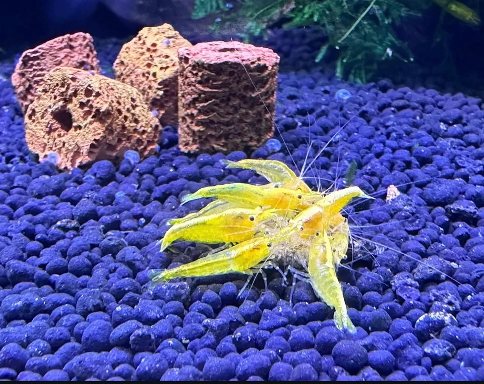 Yellow Goldenback